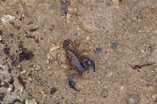 Scorpion on a rock in the mountains in Bulgaria Piris — Stock Photo, Image