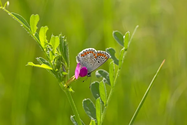 Azul comum sentado em uma flor nas montanhas Pirin, na Bulgária — Fotografia de Stock