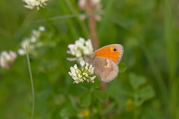 La bruyère balkanique en biotope dans les montagnes Pirin en Bulgarie — Photo