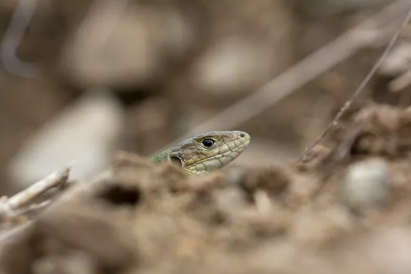Молодая изумрудная ящерица в Болгарии — стоковое фото