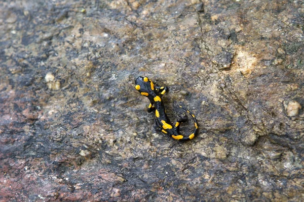 Salamandra plamista, siedząc na mokro kamień w Bułgarii — Zdjęcie stockowe