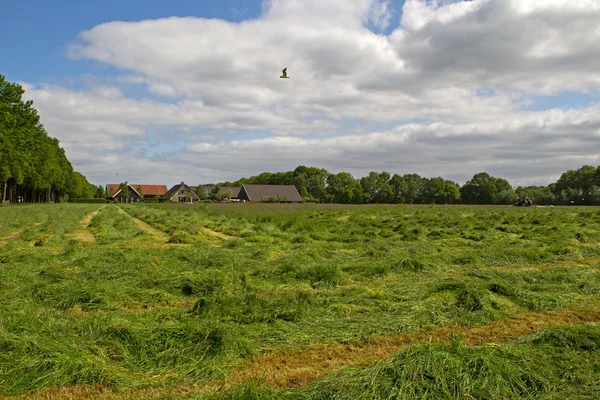 Mown grassland in Vanenburgerallee in Putten, Netherlands — Stock Photo, Image