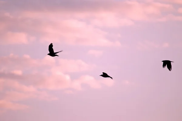 Gruppe von Krähen vor rosa Himmel, Niederlande — Stockfoto