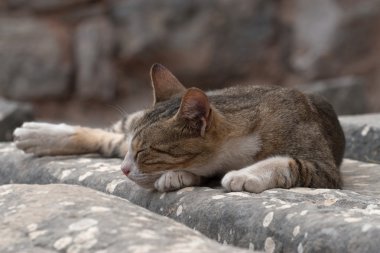 kedi Efes, Türkiye'nin kalıntıları üzerine dinleniyor