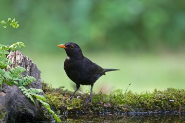 woods, Hollanda havuz başına oturmuş siyah kuş