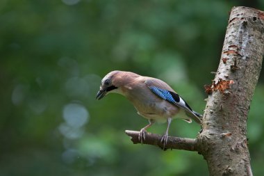 jay oturan bir huş gövdesinde, Hollanda