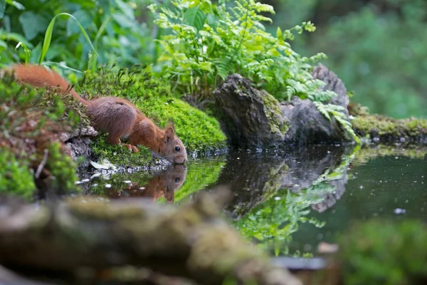 Eichhörnchen trinkt aus einem Waldsee, Niederlande — Stockfoto