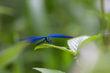yusufçuk içinde doğa alanı eifel, Almanya