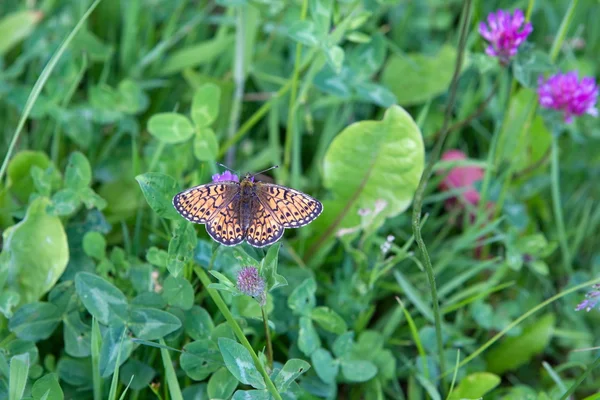 Fjäril natur område Eifelen, Tyskland — Stockfoto