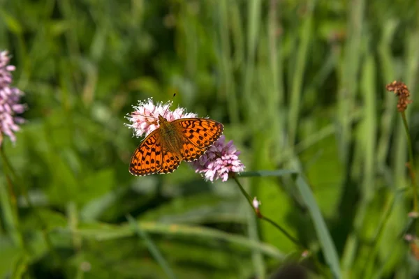 Mariposa en el área natural Eifel, Alemania — Foto de Stock