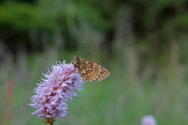 Mariposa en el área natural Eifel, Alemania — Foto de Stock
