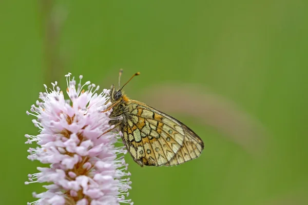 Метелик в природі області регіоні eifel, Німеччина — стокове фото
