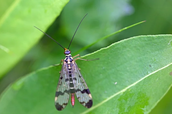 Σκορπιός μύγα στο eifel περιοχή φύση, Γερμανία — Φωτογραφία Αρχείου