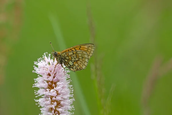 Бабочка в природной зоне Айфель, Германия — стоковое фото