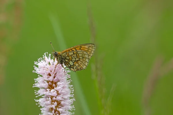 Mariposa en el área natural Eifel, Alemania —  Fotos de Stock