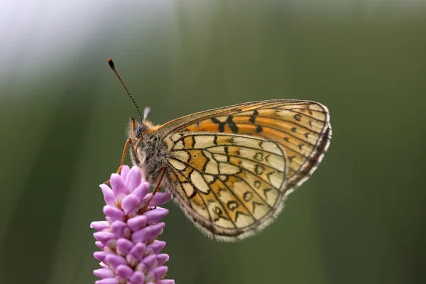 Kelebek doğa alanı eifel, Almanya — Stok fotoğraf