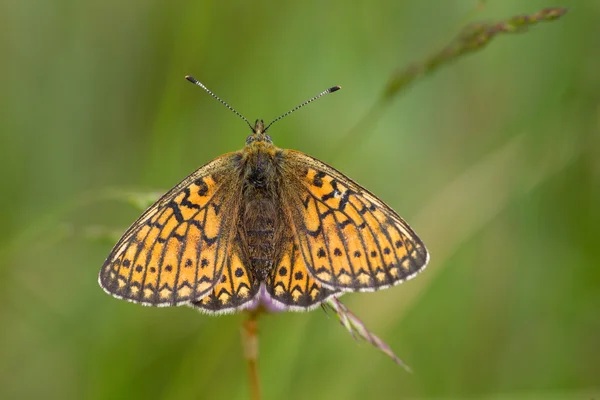 Бабочка в природной зоне Айфель, Германия — стоковое фото