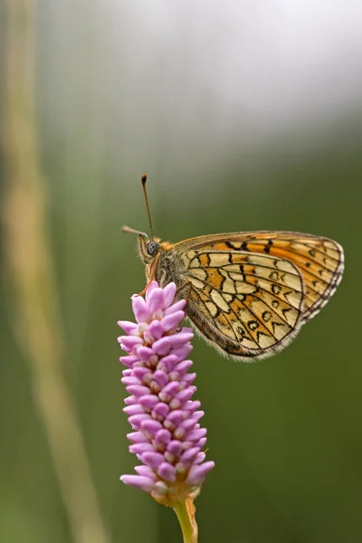 Borboleta na área da natureza Eifel, Alemanha — Fotografia de Stock