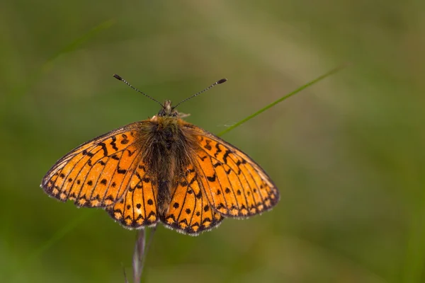 Motýl v přírodě oblasti eifel, Německo — Stock fotografie