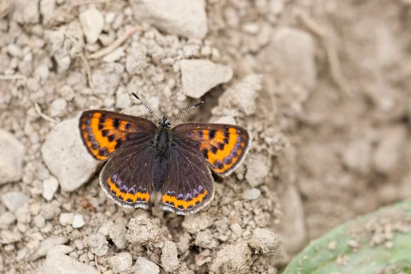 Papillon dans la nature Eifel, Allemand — Photo