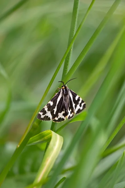 飞蛾在天然草地面积埃菲尔，德国 — 图库照片