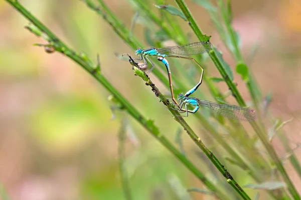 Paring damselflies, Nederland — Stockfoto