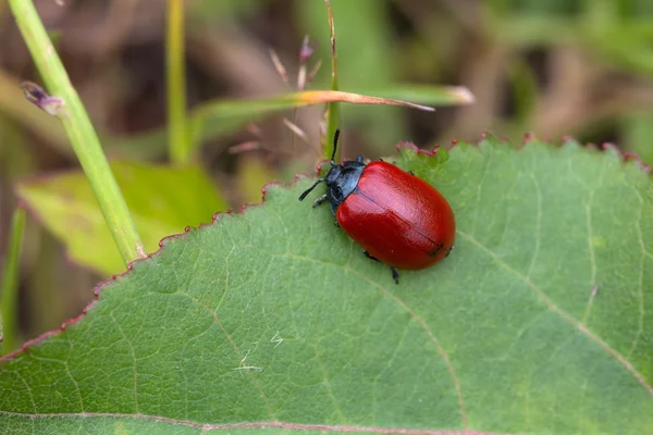 Poplar beetle sitting on plant, Netherlands — Stock Photo, Image
