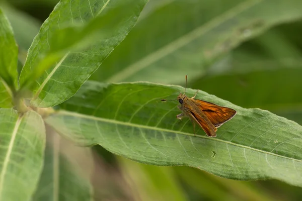 蝴蝶坐在一棵植物，荷兰 — 图库照片