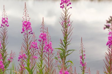 Rıhtımlar üzerinde Hollanda Fireweed büyür