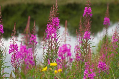 Bir gölet, Hollanda kıyısında büyüyen fireweed başını sallayarak
