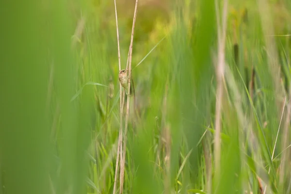 Reed warbler senta-se entre os juncos, Países Baixos — Fotografia de Stock