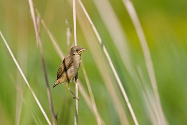 Reed warbler among the reeds, Netherlands — Stock Photo, Image