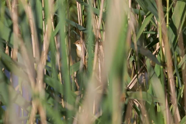 苇莺苇丛中，荷兰 — 图库照片