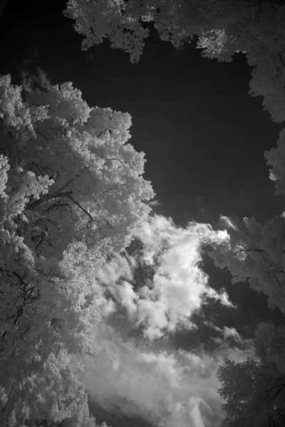 Árboles fotografiados en infrarrojos, Alemania sobre el fondo del cielo — Foto de Stock