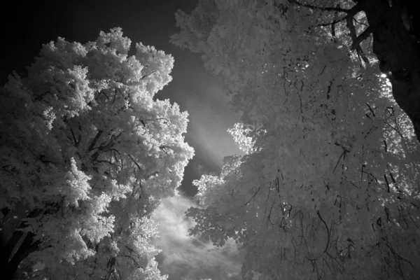 Feuilles d'arbre dans la lumière infrarouge à Nordhorn, Allemagne — Photo