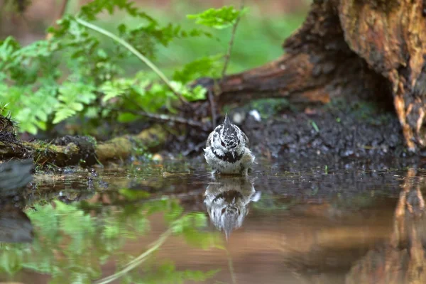 Crested tit ute på sin spegelbild i vattnet, Nederländerna — Stockfoto