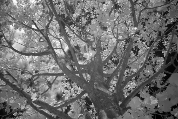 Crown of tree set infrared, Países Baixos — Fotografia de Stock