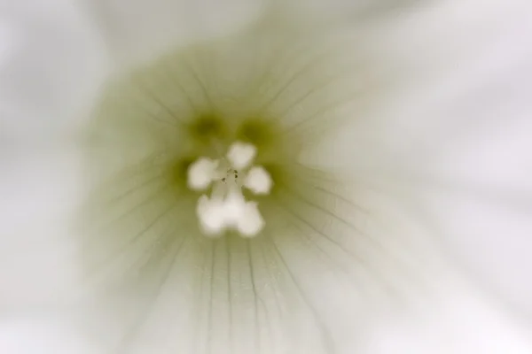 Corola de bindweed, Países Bajos — Foto de Stock