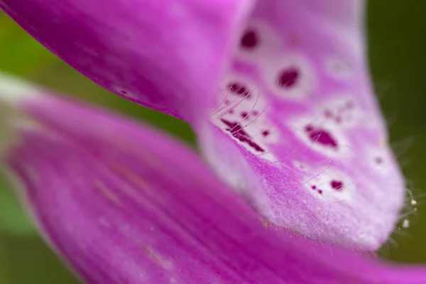 Foto macro estrema di foxglove, Paesi Bassi — Foto Stock