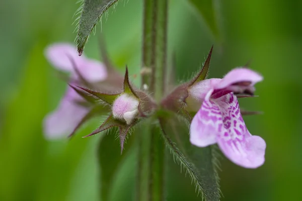 Extreme macro photo of foxglove, Netherlands — Stock Photo, Image