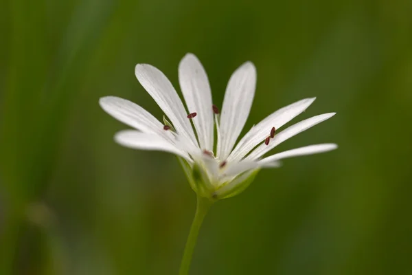 Aşırı makro fotoğraf küçük beyaz çiçek, Hollanda — Stok fotoğraf
