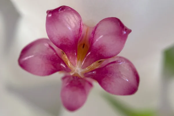 Aşırı makro fotoğraf hoya çiçek, Hollanda — Stok fotoğraf