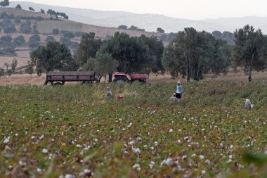 Pamukkale, Türkiye: 4 Eylül 2007 - seçici iş Türkiye'de pamuk.
