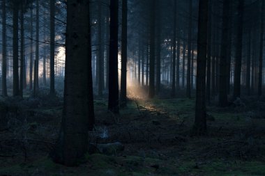 Hooghalen, Hollanda ağaçların arasından kırma güneş ışığı