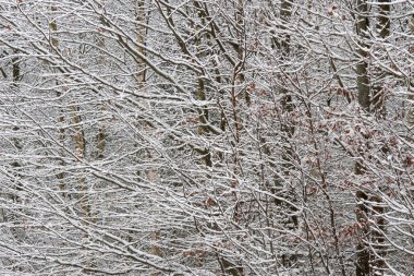 Dalları ile olgun Ruinen, Hollanda