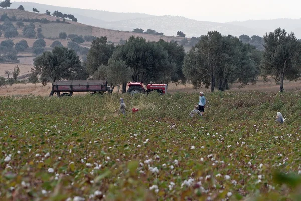 Pamukkale, Turkey: September 4, 2007 - Cotton picker at work in Turkey — Stock Photo, Image
