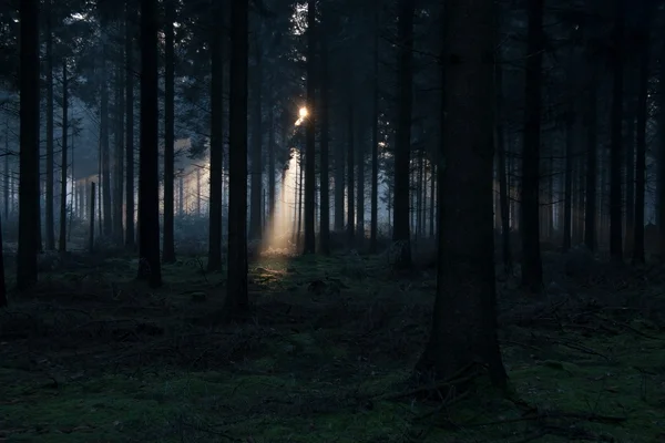 Luz del sol rompiendo los árboles en Hooghalen, Países Bajos — Foto de Stock