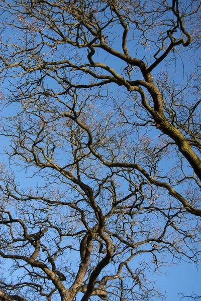 Branches of an oak tree against a blue sky, Netherlands — Stock Photo, Image