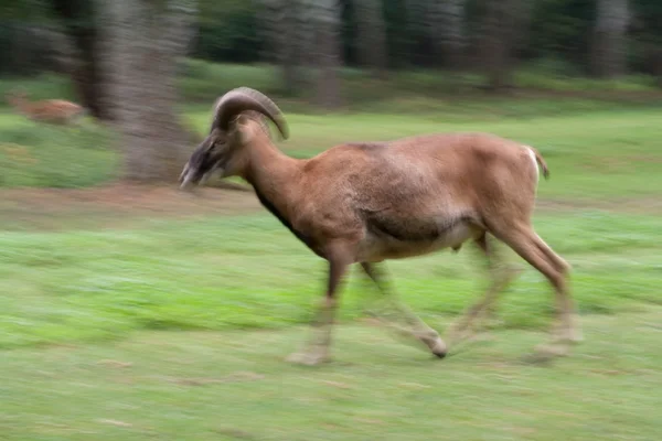 Running mouflon en Alemania — Foto de Stock