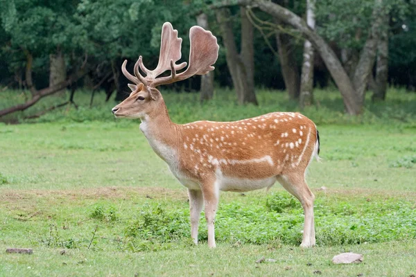 Fallow deer standing in the rain in Germany — Stock Photo, Image